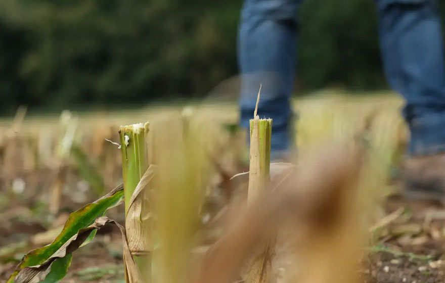A day in the life: Angela Battle - Feedstock Director | Insights & Research | News & Resources | Future Biogas