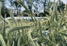 future-biogas-Farming-SustainableCrops-Rye