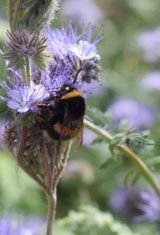 future-biogas-about-us-why-biogas-menu