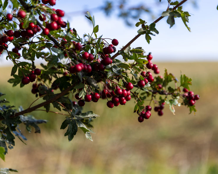 Biodiversity | Co-Benefits | Green Gas | Future Biogas