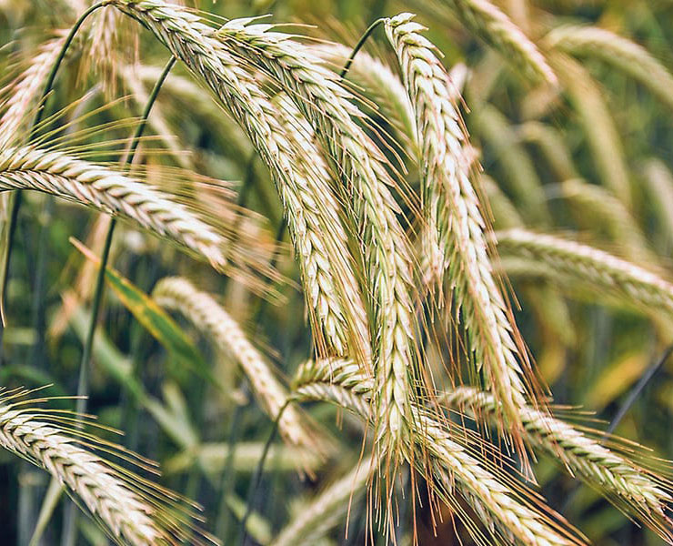 future-biogas-Farming-land-use-food