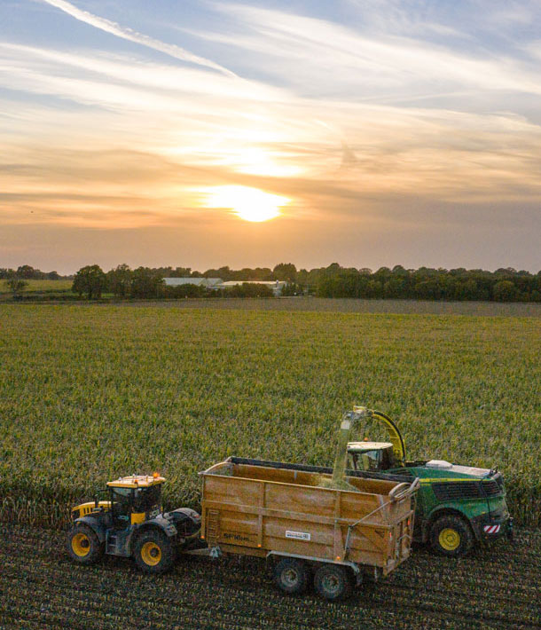 Harvesting maize